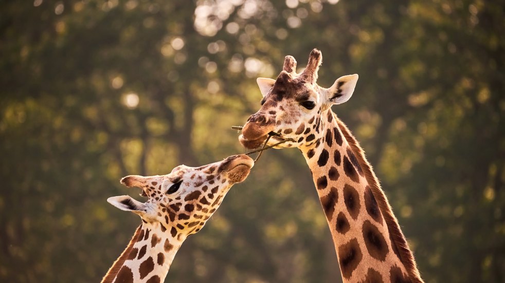 pair of giraffes 